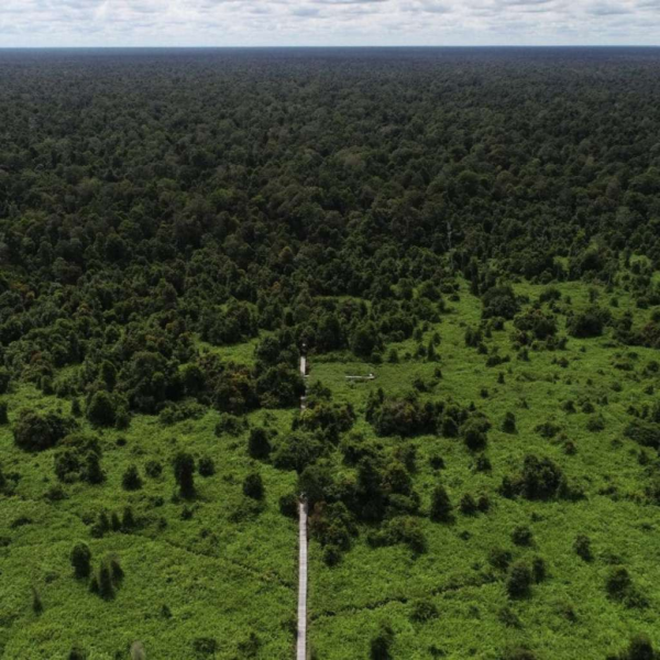 Sertifikat Proyek Restorasi dan Konservasi Lahan Gambut Katingan di Kalimantan, Indonesia